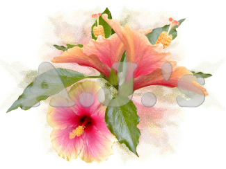 Triple Hibiscus