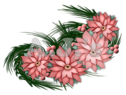 Pink Poinsettas