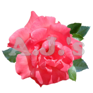 Rose 4