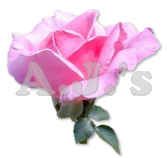 Rose 10