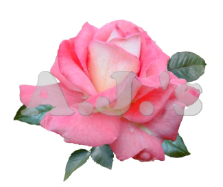Rose 12