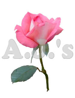Rose 13