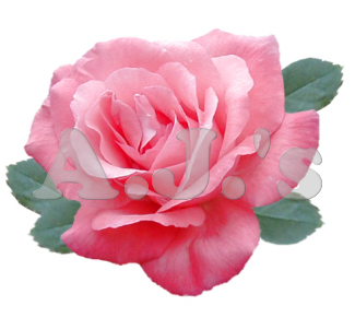 Rose 16