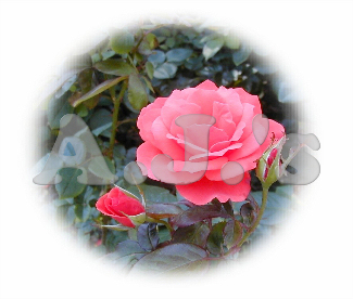 Rose w/ Faded Border