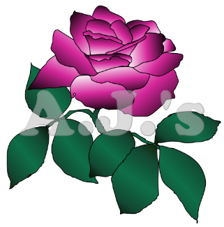 Burgandy Rose