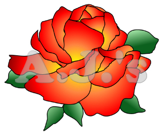 Flame Rose