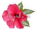 Deep Pink Hibiscus