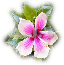 Faded Edge Hibiscus
