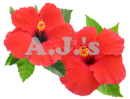 Double Red Hibiscus