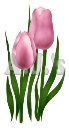 Deep Pink Tulips