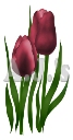 Deep Red Tulips