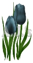 Deep Teal Tulips