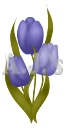 Triple Blue Tulips