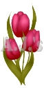 Triple Red Tulips