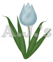 Blue Tulip