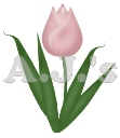 Pink Tulip