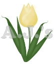 Yellow Tulip