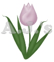 Purple Tulip