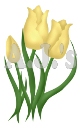 Yellow Tulips