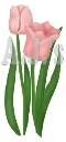 Pink Tulips