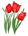 Red Tulips