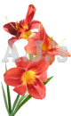 Crimson Lilies