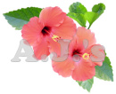 Soft Painted Hibiscus