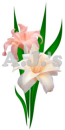 Pink Lilies