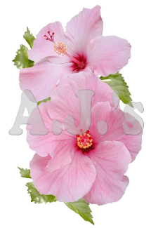 Double Pink Hibiscus