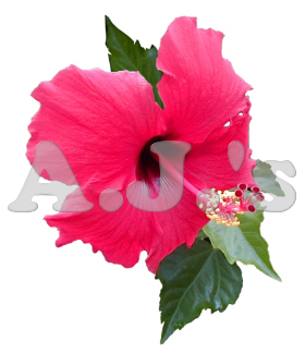 Deep Pink Hibiscus