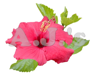 Hot Pink Hibiscus 2