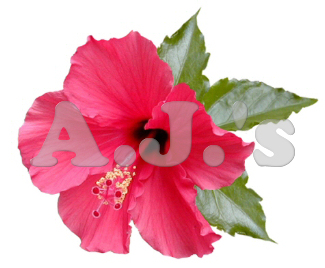 Deep Pink Hibiscus