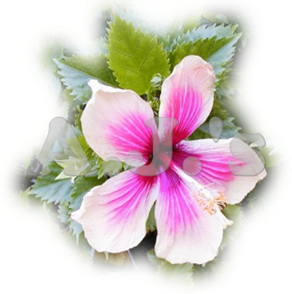Faded Edge Hibiscus