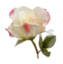Rose 22