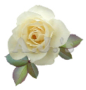 Rose 23