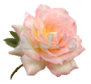 Rose 24