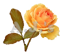 Rose 25