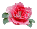 Rose 26