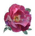 Rose 27