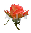 Rose 28