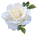 Rose 29