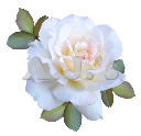 Rose 30