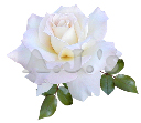 Rose 31