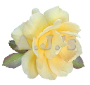 Rose 33