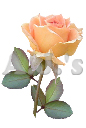 Rose 34