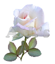 Rose 35