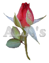 Rose 36