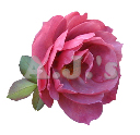 Rose 37