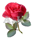 Rose 38