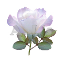 Rose 39